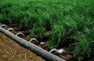 بارندگی و سیل ۷۲ میلیارد ریال به بخش کشاورزی سبزوار آسیب زد